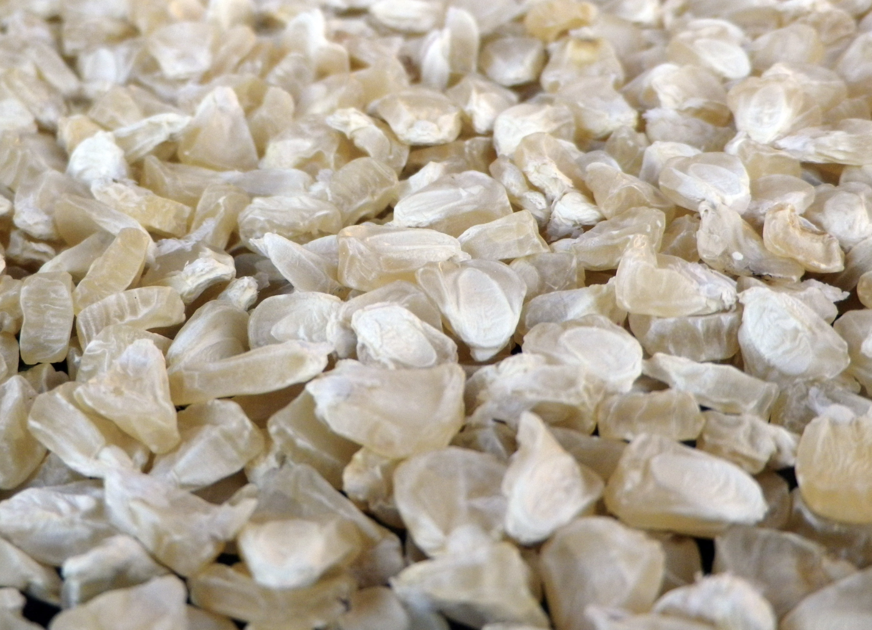 Silver Queen - hybrid Sweet Corn seeds